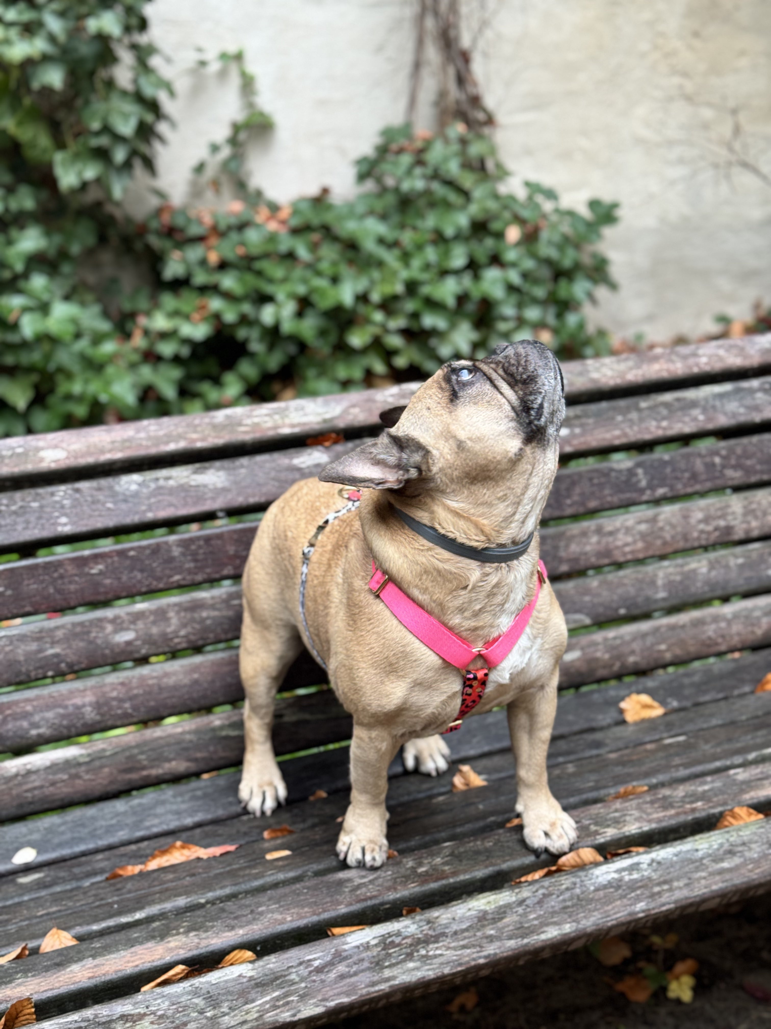 CANDY MIX Harness