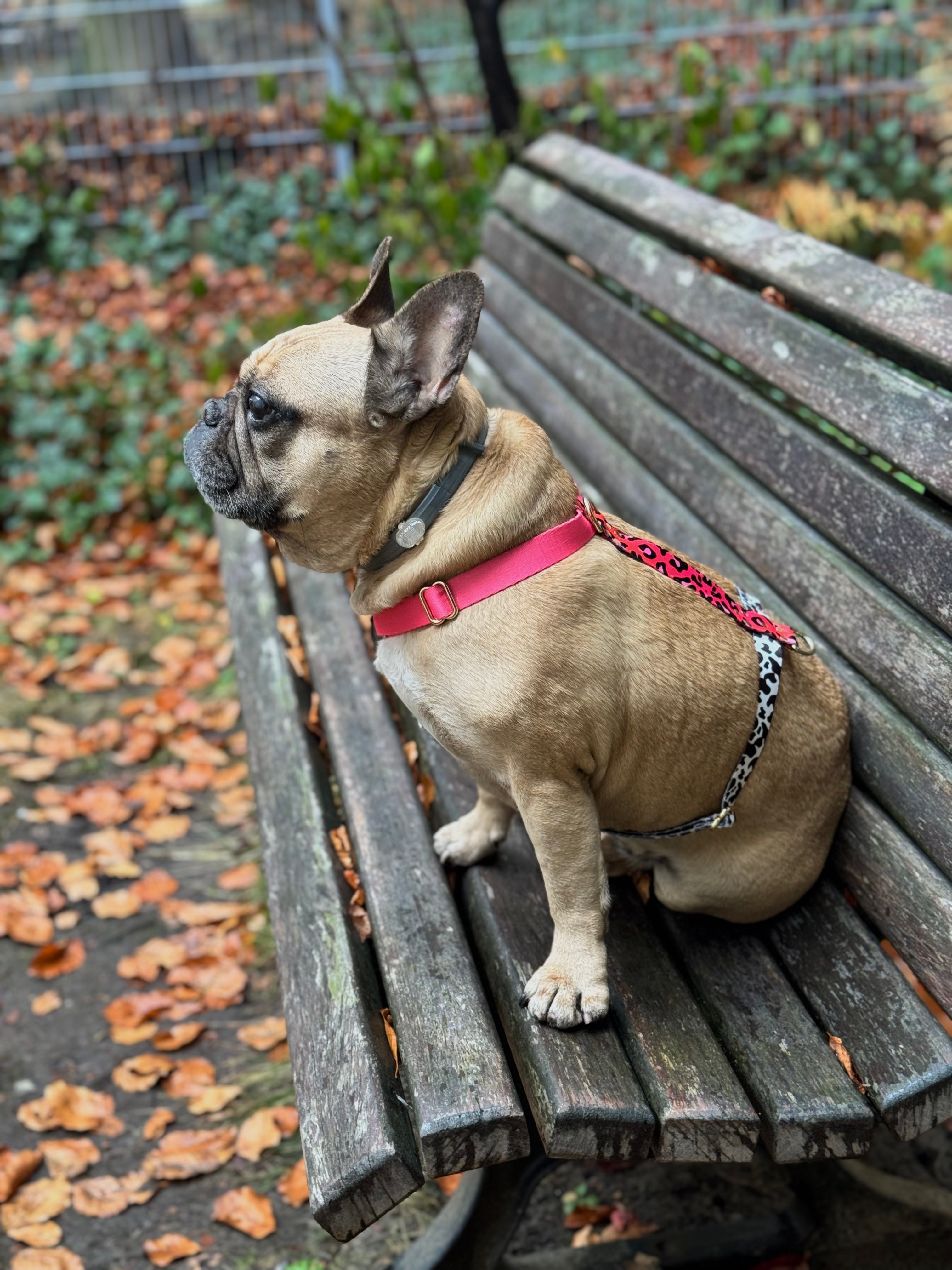 CANDY MIX Harness