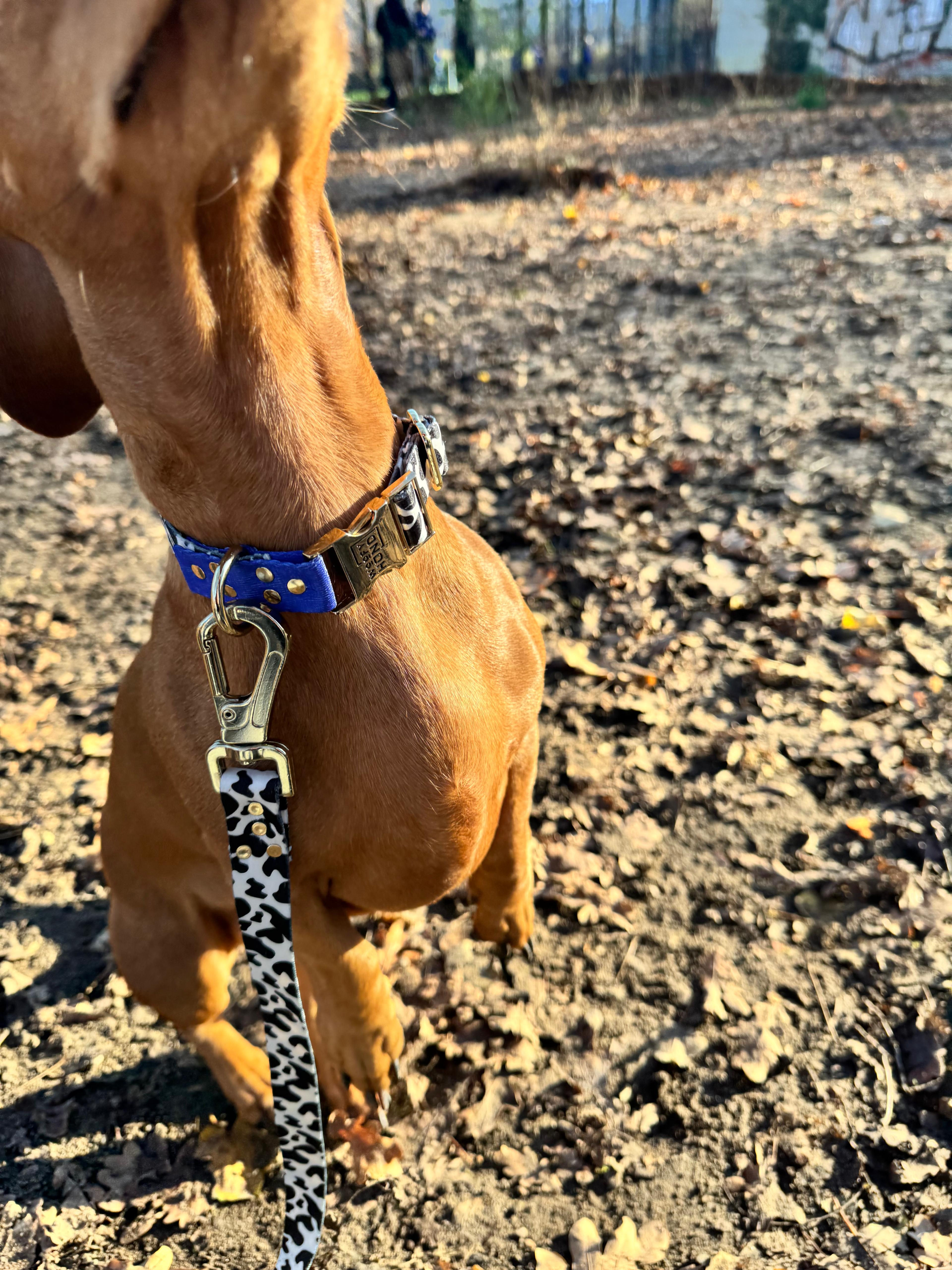 BLUEBERRY Collar