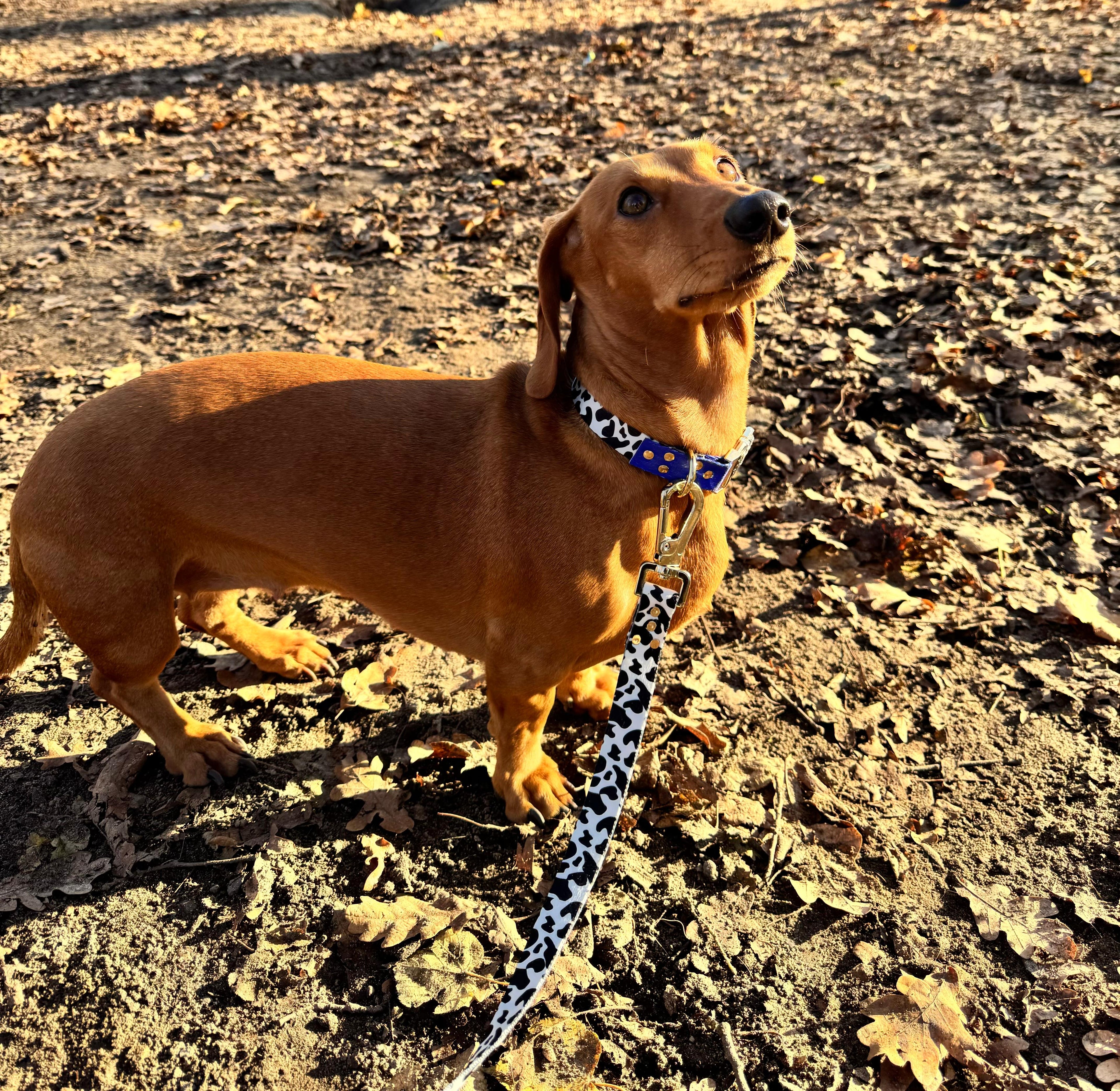 BLUEBERRY Collar