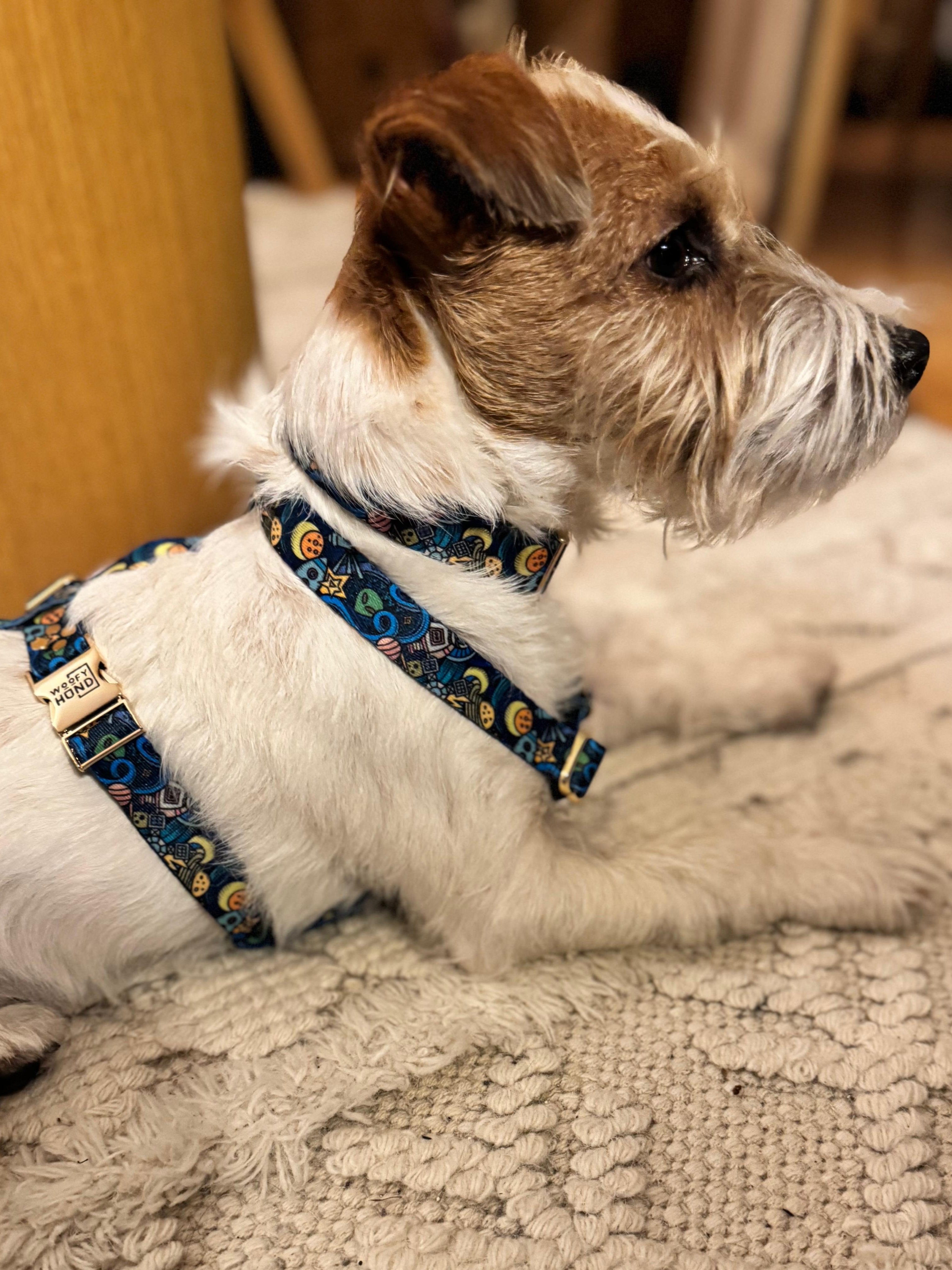 GALAXY Harness