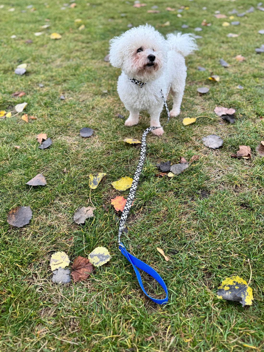 BLUEBERRY Leash