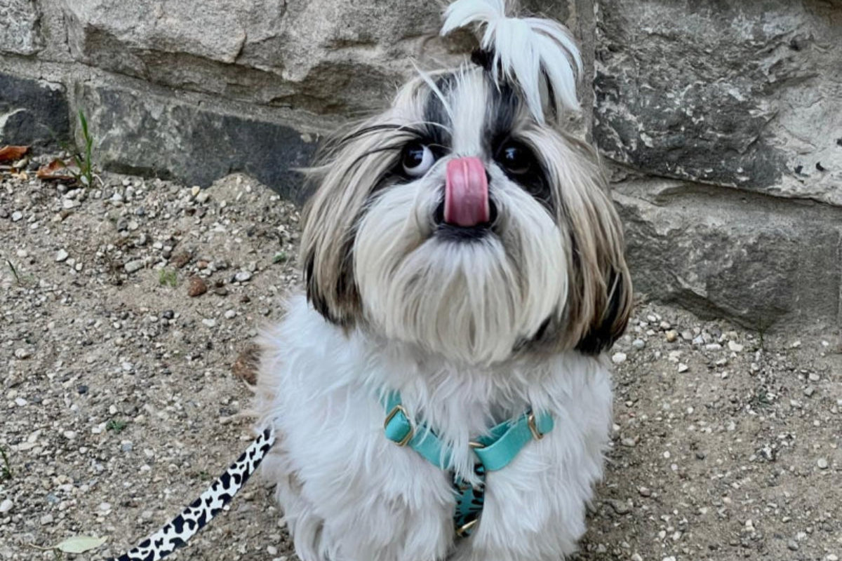 AQUA CAMO Harness
