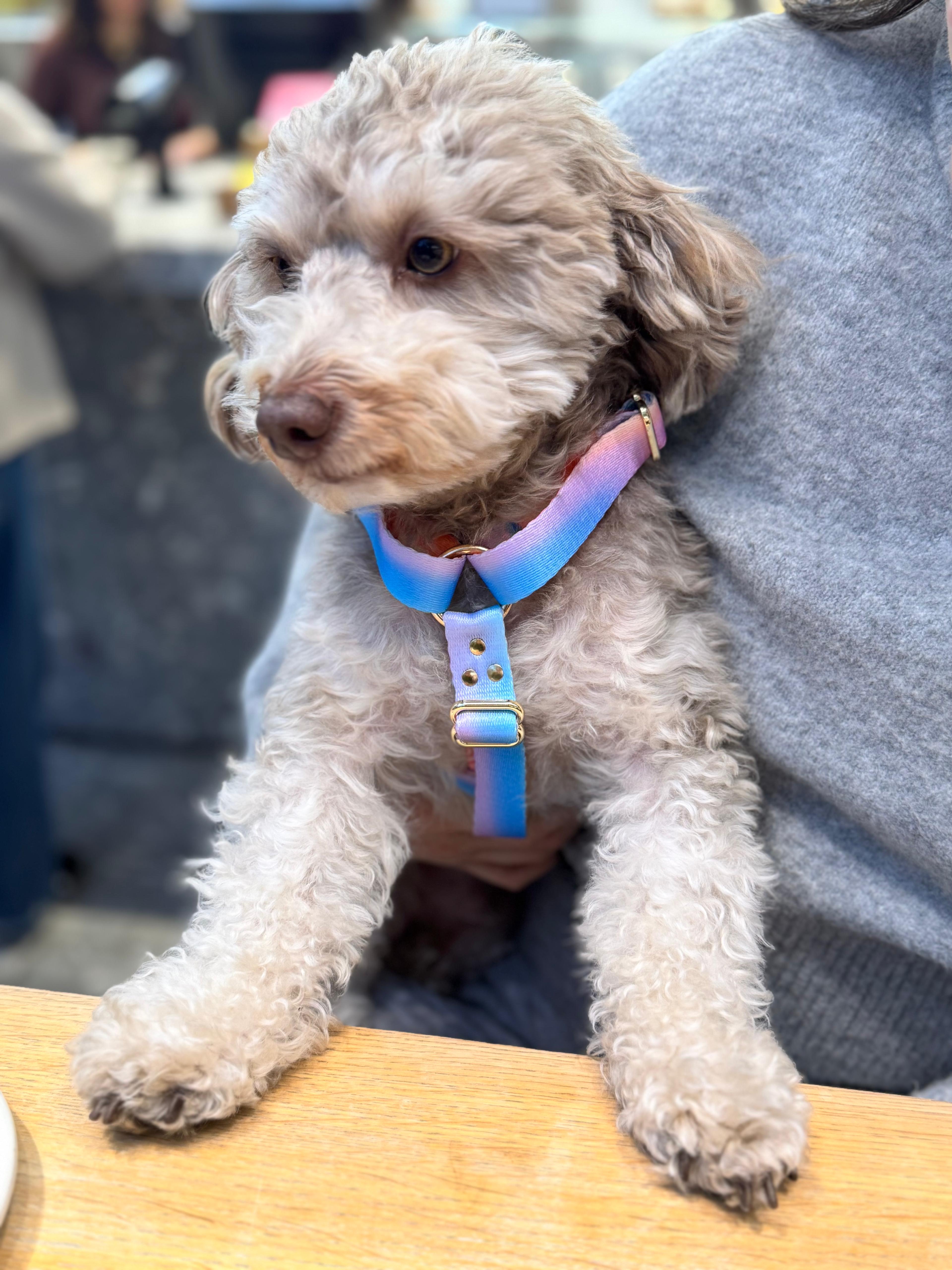 AURORA Harness