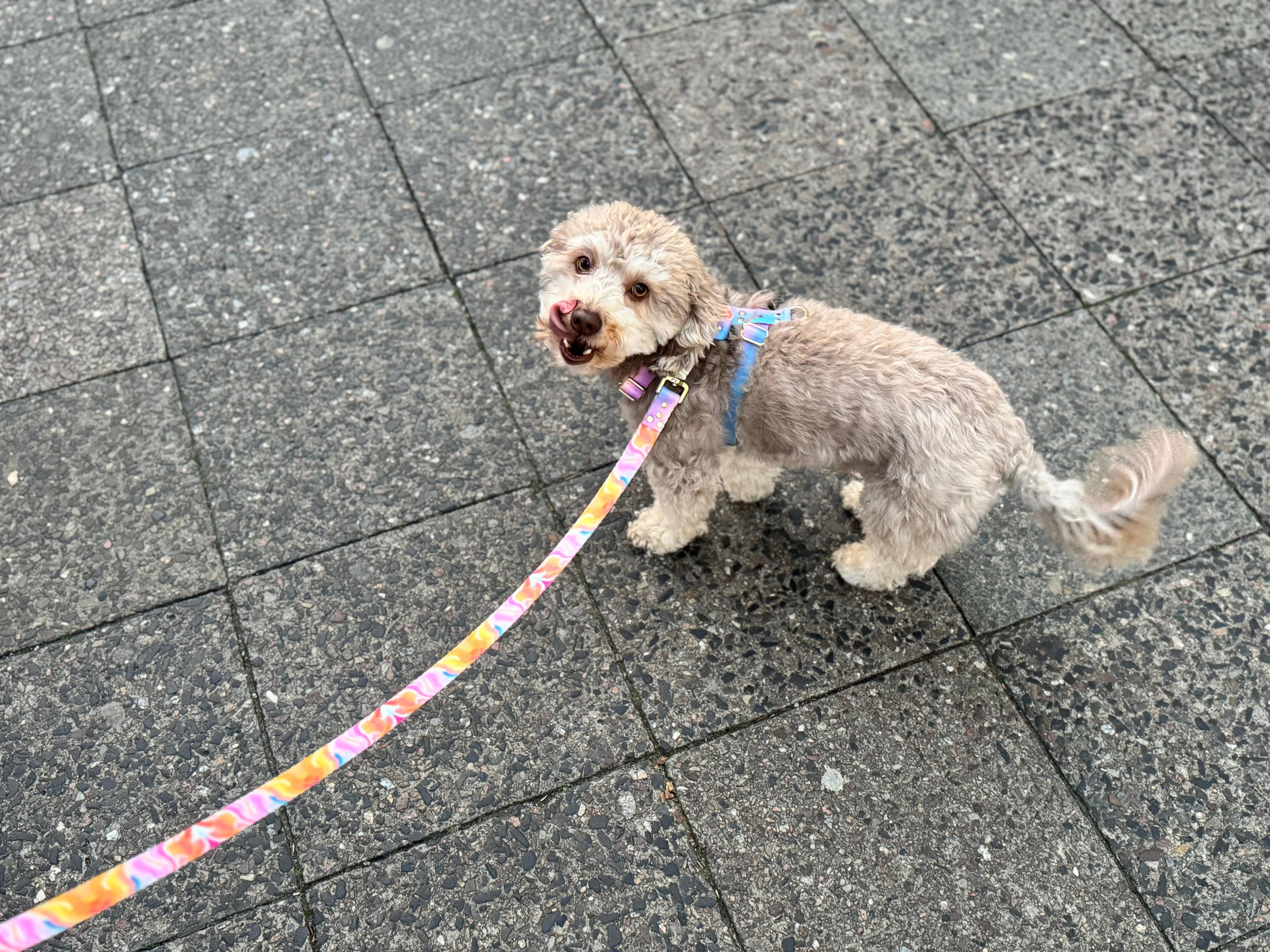 AURORA Leash