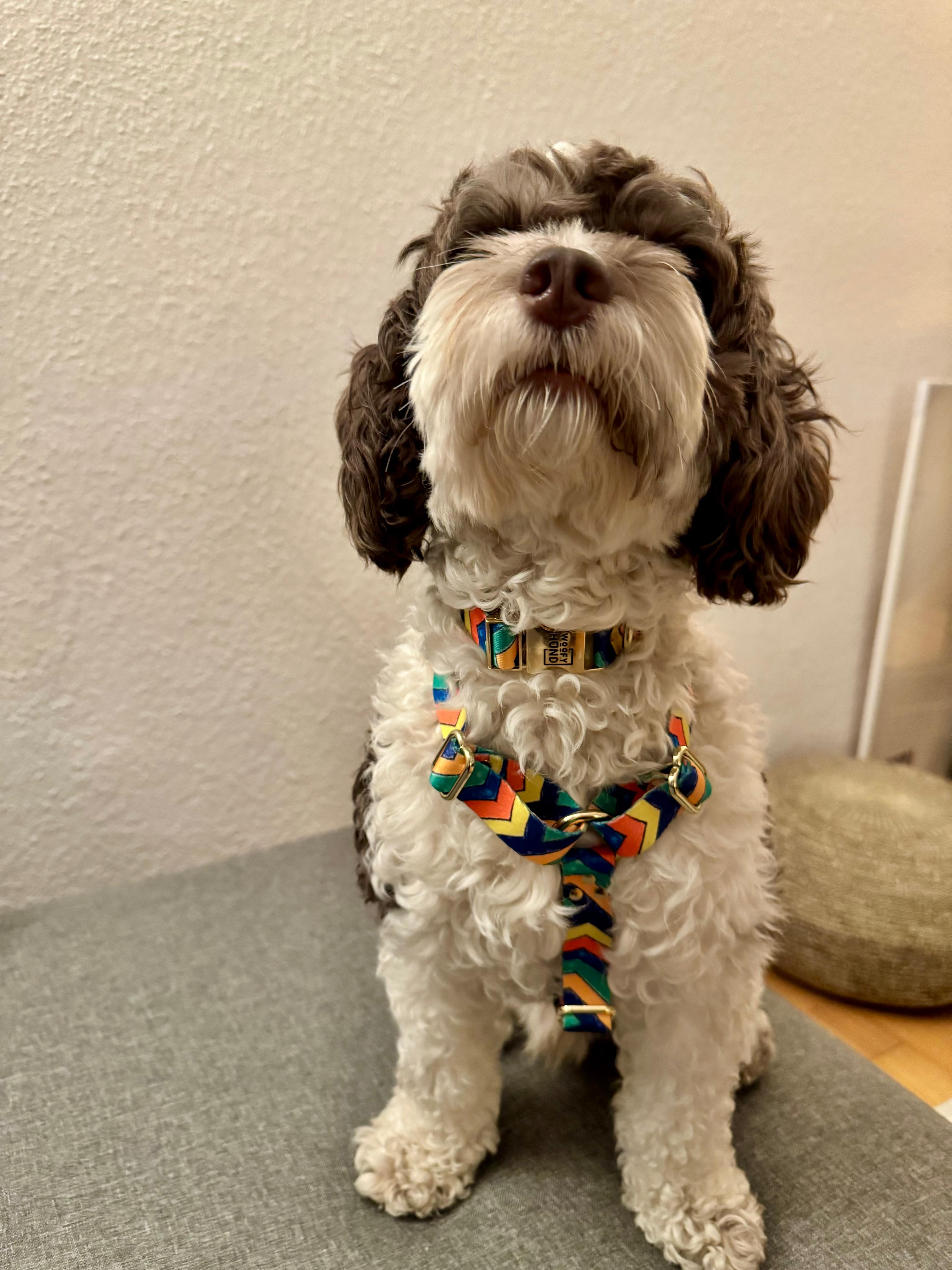 FESTIVAL Harness