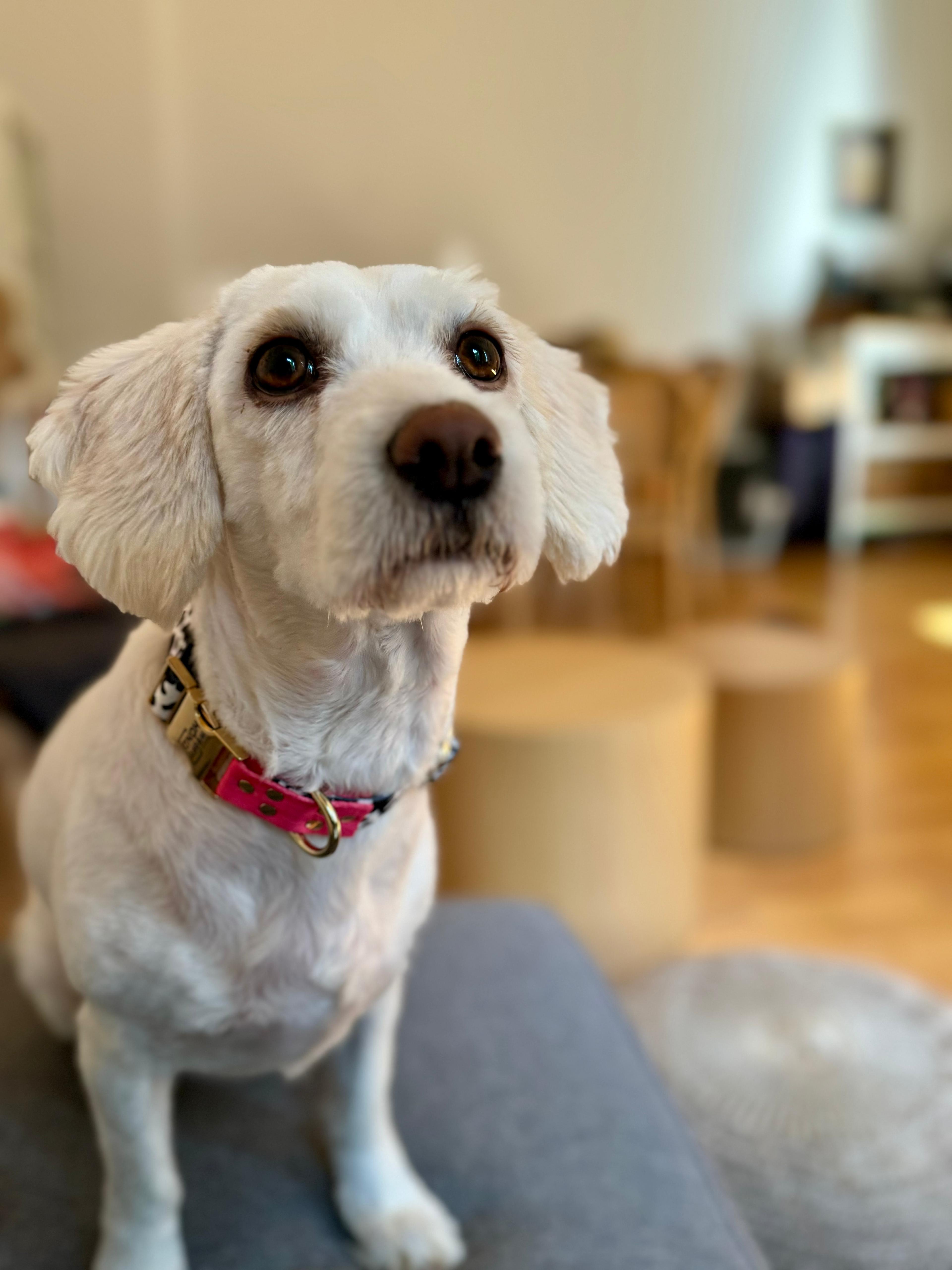 CANDY MIX Collar