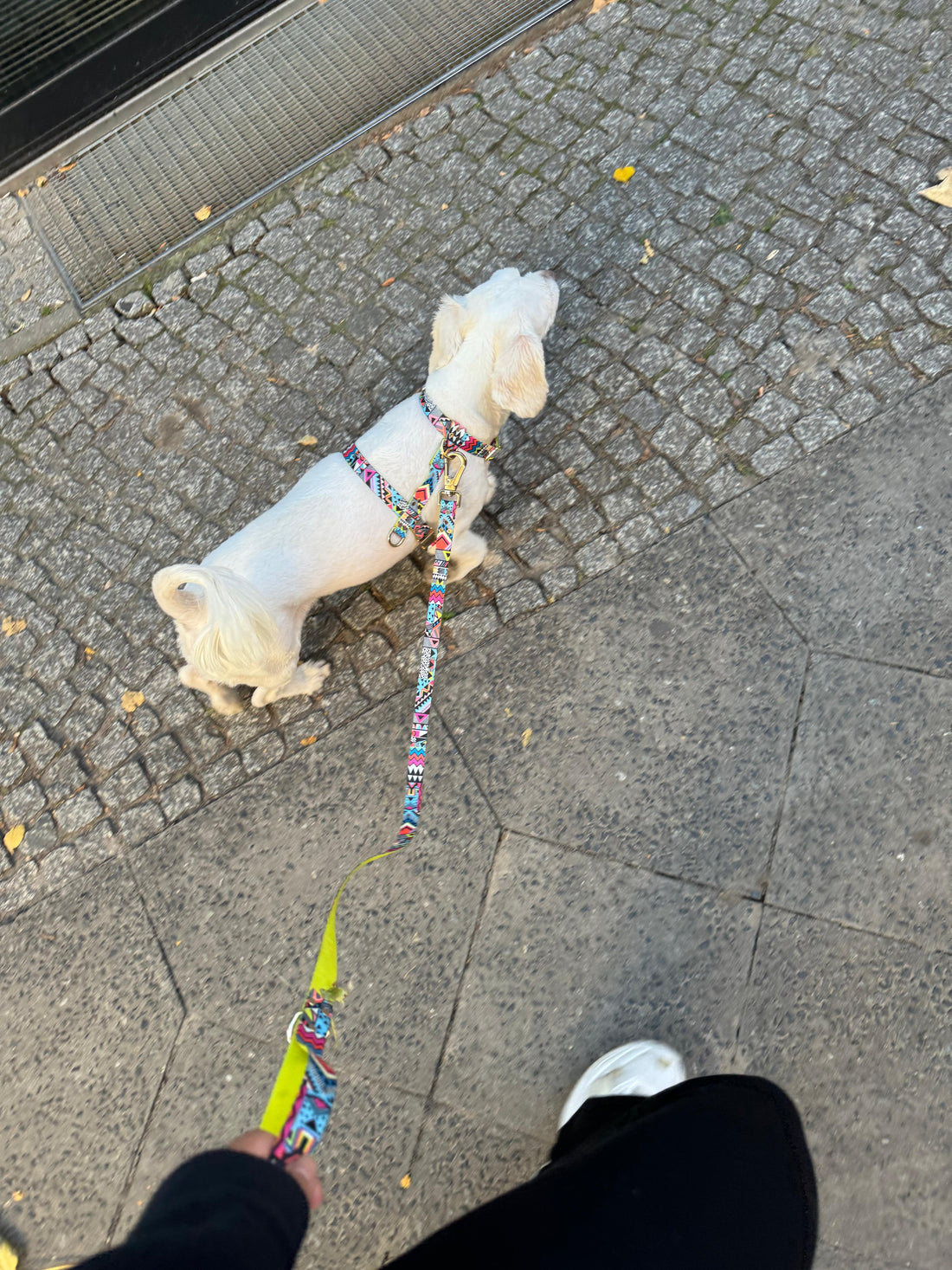 ETHNIC VIBRANCE Harness