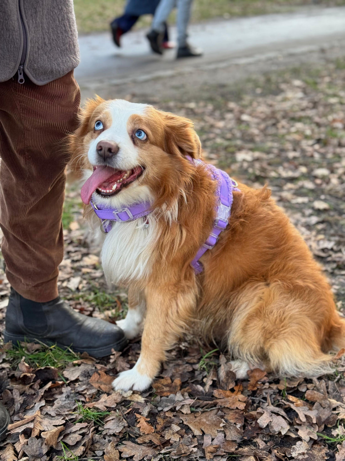 Fluffy Harness Set - Purple