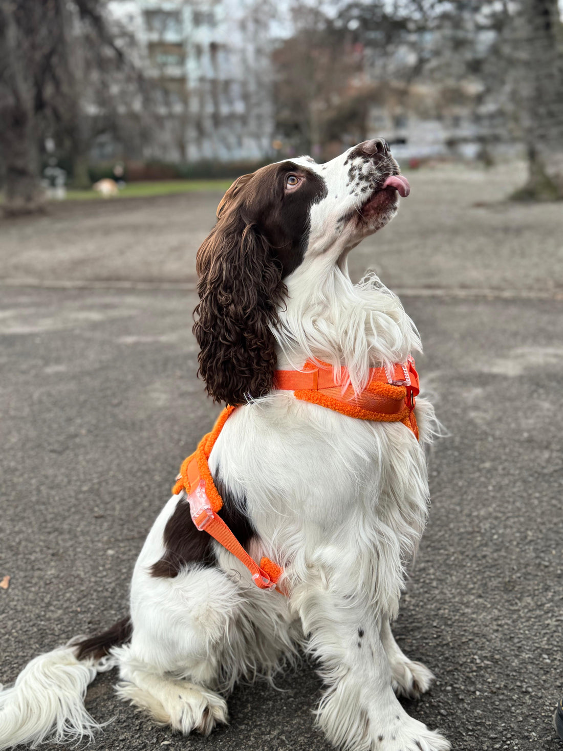 Fluffy Harness Set - Orange