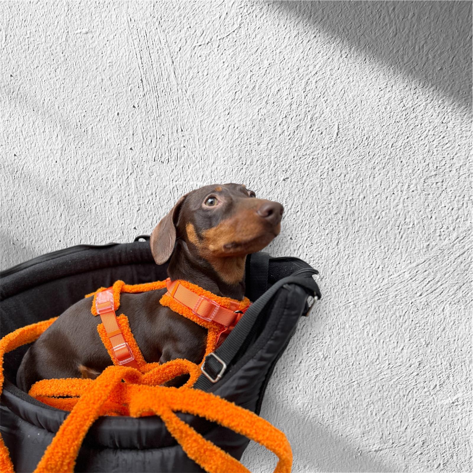 Fluffy Harness Set - Orange