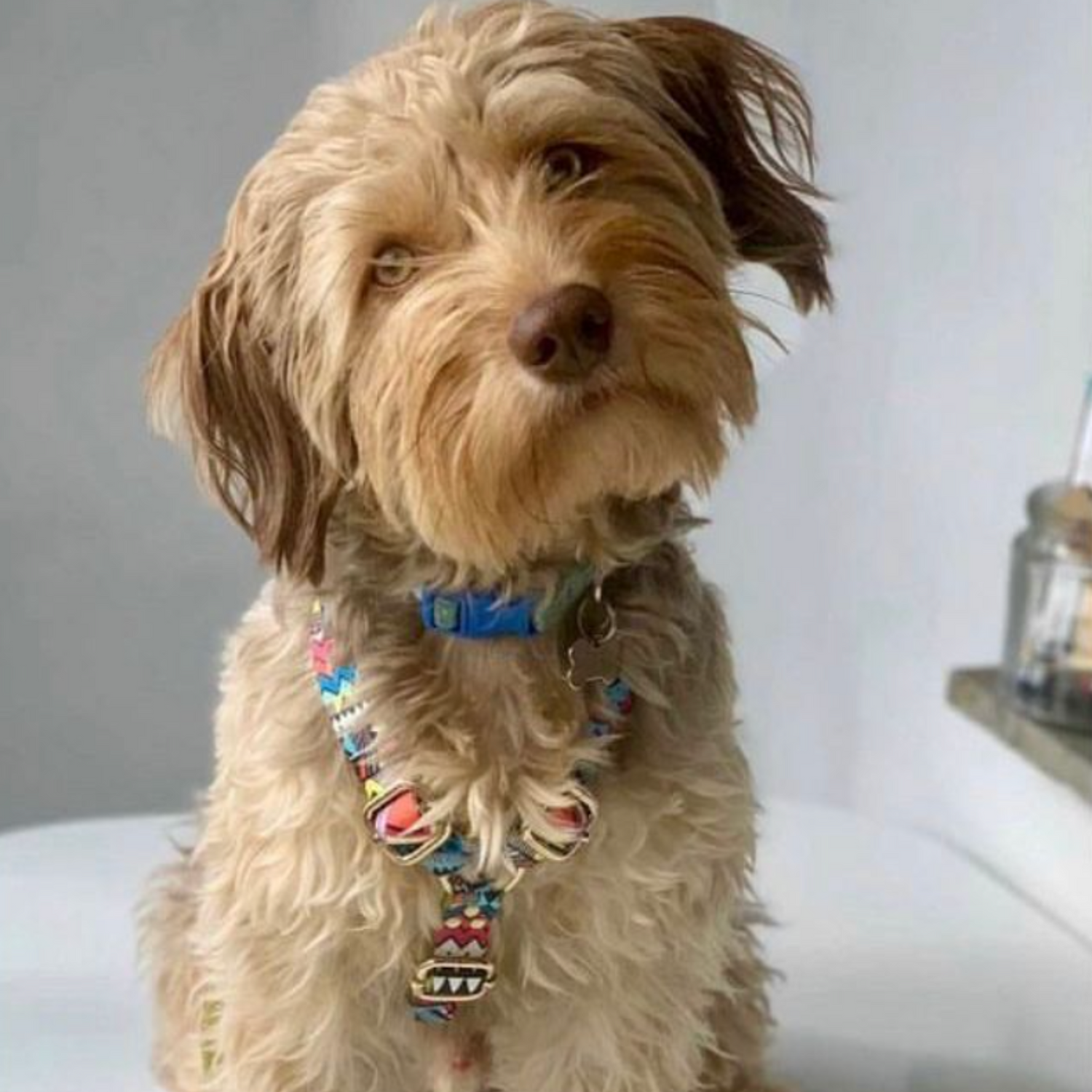 Comfortable harnesses for dogs in premium materials - Woofyhund picture