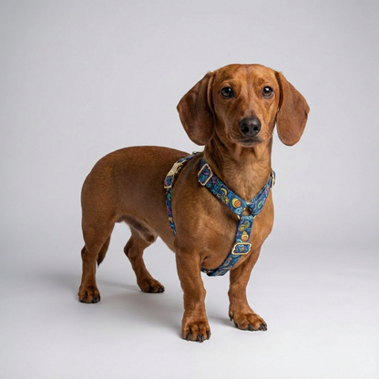 Hundegeschirr Galaxy