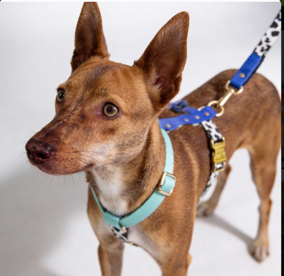 Hundegeschirr Blueberry